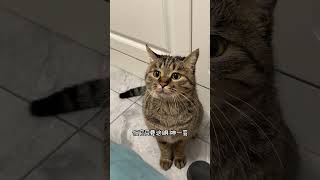 狸花猫哪怕一天不犯贱，我都会觉得他生病了中华狸花猫 猫咪的迷惑行为