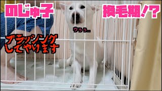 換毛期！？ブラッシングされてスマートになる紀州犬