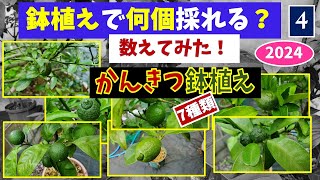 果樹栽培：鉢植え「柑橘（7種）」実の数を数えてみたら