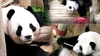 🐼Zoo Negara Malaysia: Pandas Being Pandas: Bamboo Buffet \u0026 Tree Climbing Chaos:Hilarious Panda🐼