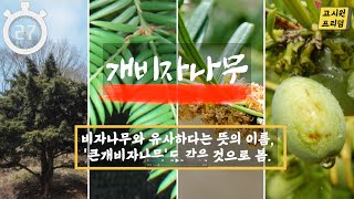 수목감별 120 개비자나무, 학명 : Cephalotaxus harringtonia