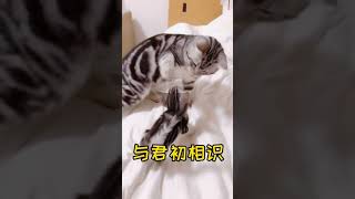 渣猫的娇妻养成记