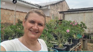 Alegrias e tristezas com as Rosas do deserto,  não tem como fugir! Mas com muitas flores no quintal.