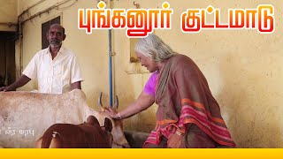 புங்கனூர் குட்டை மாடு | Tamilarin Veera Marabu