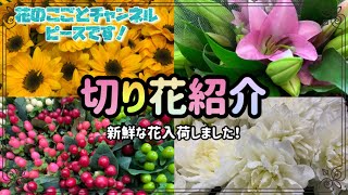 【花屋】5/26(金)仕入れのお花紹介！白い花がちょい高いかな？他はお手頃になっております！#424