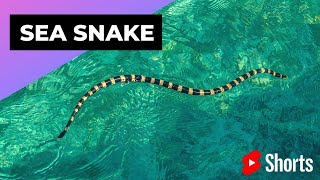Sea Snake 🐍 One Of The Most Dangerous Ocean Creatures In The World #shorts