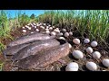 TOP AMAZING! Picking duck eggs and catching many fish in the rice fields near the village by hand