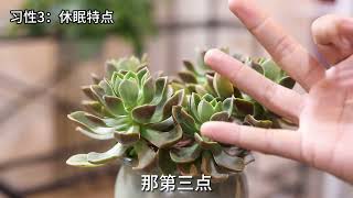 多肉植物怎么养？园艺师教你，多肉植物的详细养护技巧