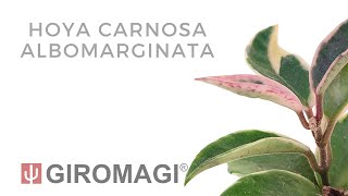 Hoya carnosa albomarginata