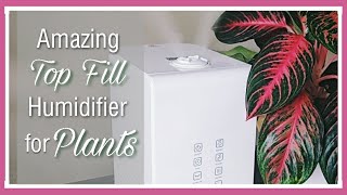 New Top Fill Humidifier for Plants!✨🌿 || Elechomes Top Fill Warm \u0026 Cool Mist Demo SH8820