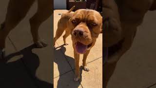 BELLA D MINI FRENCH MASTIFF \u0026 ZEUS THE MERLE#short #youtube #dog #youtubeshorts #trending #shorts