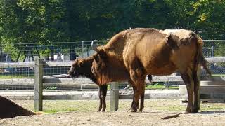 ヨーロッパバイソン　メスと子供　European bison　2013 0925