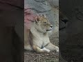 レグルス王子🦁が気になるルナ💕【東山動物園】 東山動植物園 ルナ ライオン