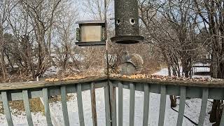 Cat TV Bird Feeder Camera 4k Back Porch Feeding