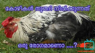 കോഴികൾ തൂങ്ങി നിൽക്കുന്നത് ഒരു രോഗമാണൊ ....?