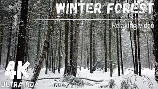 Snowfall in the winter forest video 4K UHD | Sounds of nature for relaxation and peace of mind
