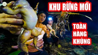 Có Nhiều Điều Kì Lạ Xuất Hiện Ở Khu Rừng Này Săn Tìm Loài Ếch Quý Hiếm ✧ Suối bản tv