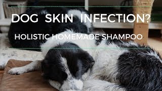 Dog Skin Infection Shampoo