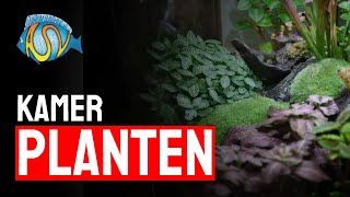 Kamerplanten als aquariumplanten? BLUNDER! | Aquarium Sunshine Valley