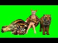 That B!t@h Carole Baskin Dancing Here Kitty Kitty : Joe exotic Green Screen Tiger King