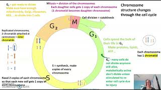 Eukaryotic chromosome structure and the cell cycle fully edited