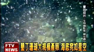 墾丁珊瑚集體產卵 海底如星空－民視新聞