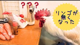 リンゴを探すチャボ#chicken #鶏 #チャボ #かわいい #癒し #飼育 #おもしろい動物 #にわとり #ペット #動物＃やさしい