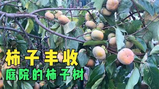 Persimmon harvest for picking 种了三年的柿子树终于丰收，结的柿子太多，做成冻柿子可以吃一年