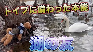 【トイプードルのテト】生まれながらに備わった本能⁉️鴨と白鳥は友達なのか？湖にダイブするのは狩のため、それとも友情のためなのか。愛犬トイプードルの本心とは？#トイプードル #toypoodle