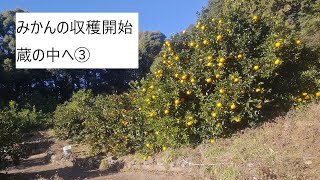 みかんの収穫開始　蔵の中へ③