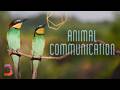 Could AI Unlock the Secrets of Animal Communication? | The Future With Hannah Fry