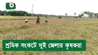 শ্রমিক সংকটে দুই জেলার কৃষকরা