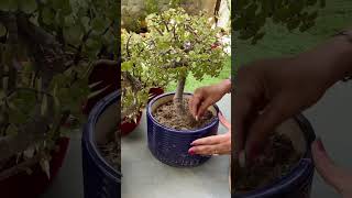 पौधों की Tablets भी होती है😃💚 #gardening #easylifehacks #plants