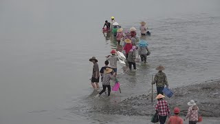 赶海大队浩浩荡荡闯入海面，开启挖掘花甲之路，小池挖到30多斤