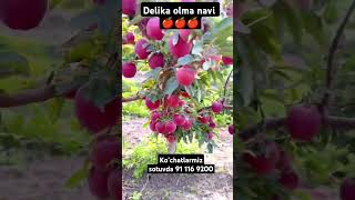 Yangi navdigi olma sotuvda 91 1169200 #rek #fruit #layka #rek #baki #layq #top #laykx #farming #layk