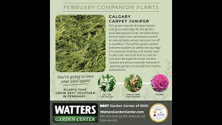 February Companion Plant - Calgary Carpet Juniper