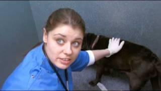 I Am A Scientologist: Sharon, Veterinarian