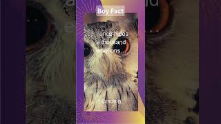 Boy Fact 106 #facts #factshorts #factsboy #fact #boy #motivation