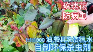 玫瑰花，如何防病虫害(白粉病，蚜虫等等)?  (Protect Rose Plants from Powdery Mildew Disease and Insects, Pesticide Free)