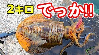 【エギング】初めて生で見る2キロのアオリイカに大興奮!!