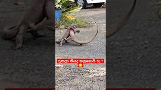 මීට කලින් දැකලා තියද තලගොයි fight 😳😳😳 | WWE version of Monitor Lizards #natural #viral #wwe