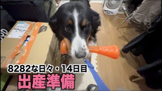 【バニ保護っ子14日目】産室作り・人慣れ