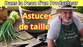 Comment tailler et entretenir la ciboulette en pot et en pleine terre?