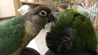 ウロコインコ：チビハルTwitter動画～108