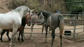 donkey and horse first time mating | animals mating season #habibullahmarriofficial