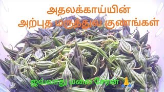 தமிழகத்தில் மட்டுமே விளையும் அற்புதமான காய் (அதலக்காய்) வரலாறு,மருத்துவ குணங்கள்# ஓலைச்சுவடி#shorts