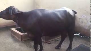 FOR SALE - Mini Buffalo in Punja. 86999 98497. Village-Chunni. District-Fatehgarh Sahib