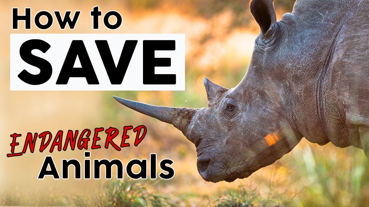 🆕 How To Save Endangered Animals 👉🏼 Save Endangered Species! 🦧 🐘 🦏 2020 ...