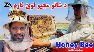 Honey Bee Farm in Kandahar 🐝😋 | په کندهار کې د شاتو مچیو فارم