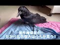 カラスを乾かす♪何回溶けるでしょうか？ｗ著作権俺んだ詐欺の話2022 5 15撮影kuppi the crow